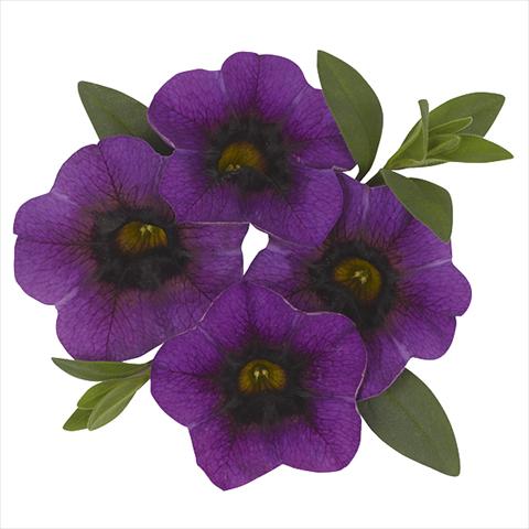 Foto fiore da  Basket vaso o aiuola Calibrachoa Super Purple