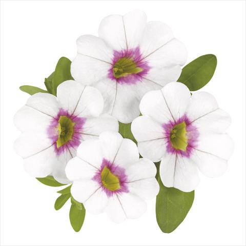 Foto fiore da  Basket vaso o aiuola Calibrachoa Super Royal White