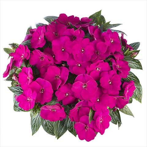 Foto fiore da  Basket vaso o aiuola Impatiens Nuova Guinea Tamarinda Max Purple