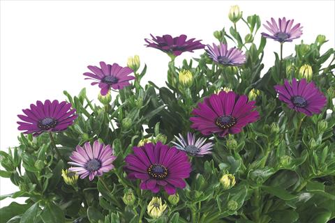 photo of flower to be used as: Pot Osteospermum Margarita Nano Purple Improved