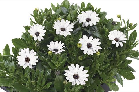 Foto fiore da  Vaso Osteospermum Margarita Nano White Improved