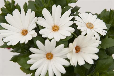 Foto fiore da  Vaso Osteospermum Margarita Cream