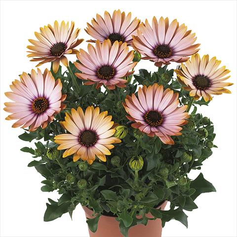 Foto fiore da  Vaso Osteospermum Margarita Sunset Imprved