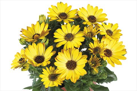 Foto fiore da  Vaso Osteospermum Margarita Yellow Improved