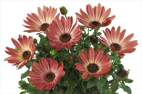 Foto fiore da  Vaso Osteospermum Smoothies Bronze Bicolor