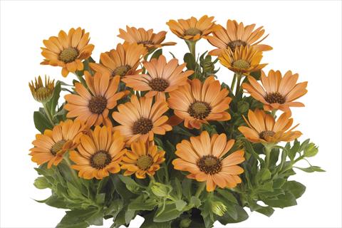 Foto fiore da  Vaso Osteospermum Smoothies Copper Sun