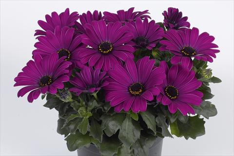 Foto fiore da  Vaso Osteospermum Smoothies Kardinal