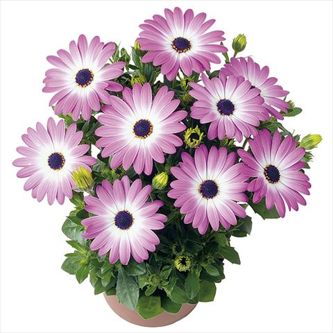 Foto fiore da  Vaso Osteospermum Smoothies Pink Charme