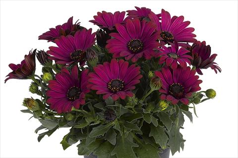 Foto fiore da  Vaso Osteospermum Smoothies Red Velvet