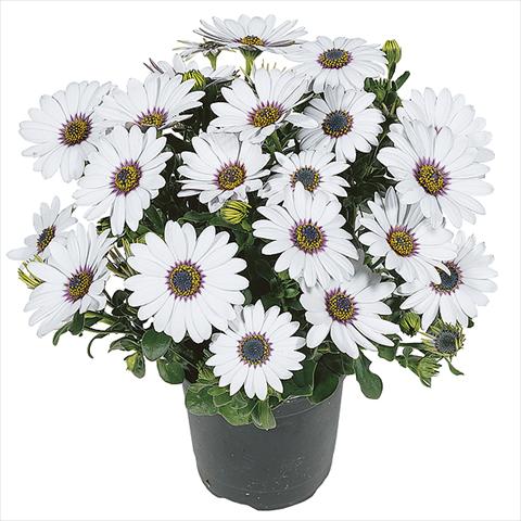 Foto fiore da  Vaso Osteospermum Smoothies White