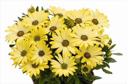 Foto fiore da  Vaso Osteospermum Smoothies Yellow