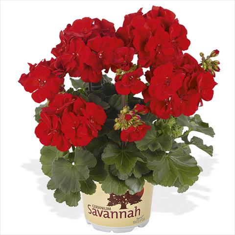 Foto fiore da  Vaso Pelargonium peltatum Candy Idols Bright Red