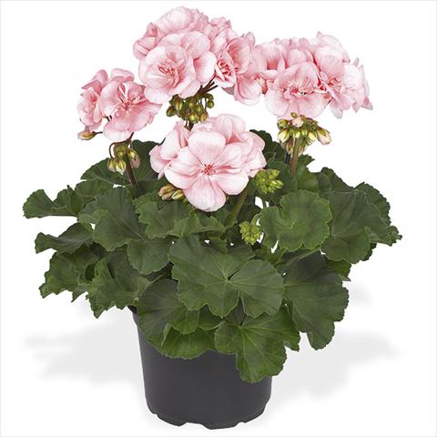 Foto fiore da  Vaso Pelargonium peltatum Candy Idols Light Salmon