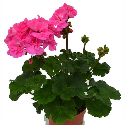 Foto fiore da  Vaso Pelargonium peltatum Candy Idols Pink Lovely