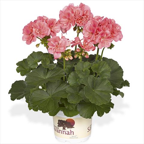 photo of flower to be used as: Pot Pelargonium peltatum Candy Idols Salmon