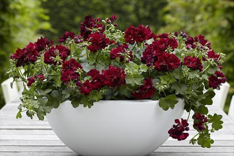 photo of flower to be used as: Pot Pelargonium peltatum Dancing Idols Burgundy
