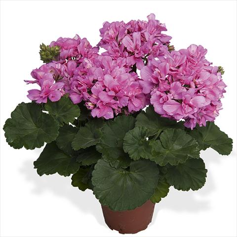 Foto fiore da  Vaso Pelargonium interspecific Dixieland Dixieland Pink