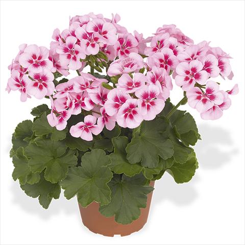 photo of flower to be used as: Pot Pelargonium interspecific Dixieland Dixieland White Splash