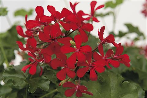 photo of flower to be used as: Pot Pelargonium peltatum Grand Idols Dark Red 80
