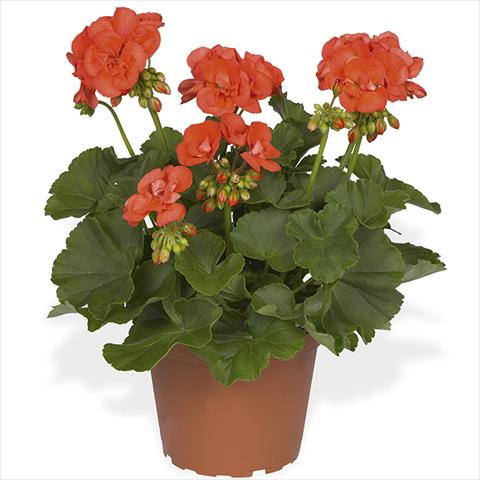 Foto fiore da  Vaso Pelargonium zonale Master Idols Flame