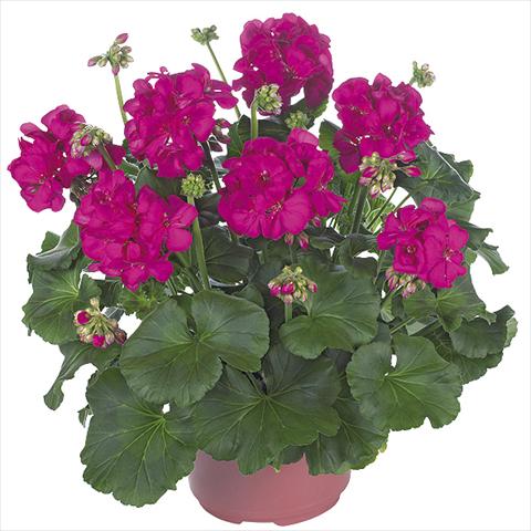 Foto fiore da  Vaso Pelargonium zonale Master Idols Neon Purple 2015