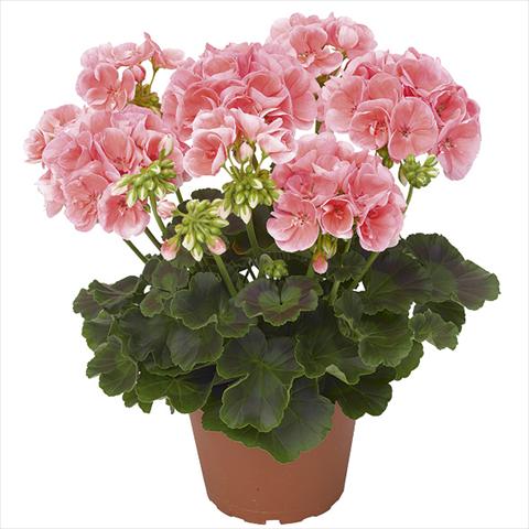 Foto fiore da  Vaso Pelargonium zonale Master Idols Salmon