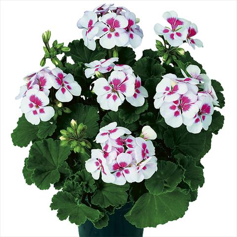 Foto fiore da  Vaso Pelargonium zonale Pop Idols White Parfait