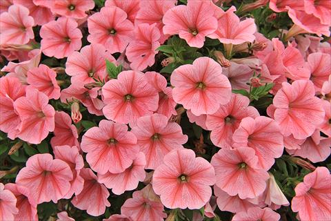 Foto fiore da  Basket vaso o aiuola Petunia x hybrida Fortunia Burgundy Vein