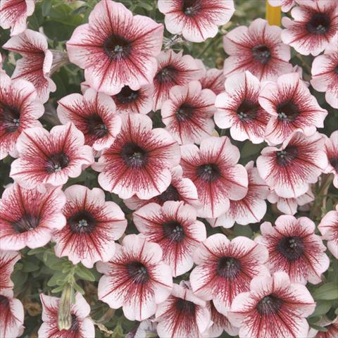 Foto fiore da  Basket vaso o aiuola Petunia x hybrida Fortunia Early Burgundy Vein