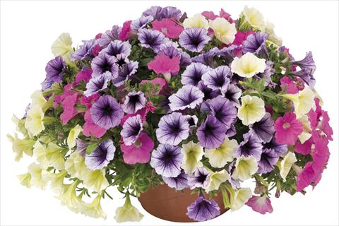 Foto fiore da  Basket vaso o aiuola Petunia x hybrida Fortunia Early Candy Mix