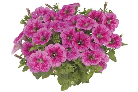 Foto fiore da  Basket vaso o aiuola Petunia x hybrida Fortunia Early Pink