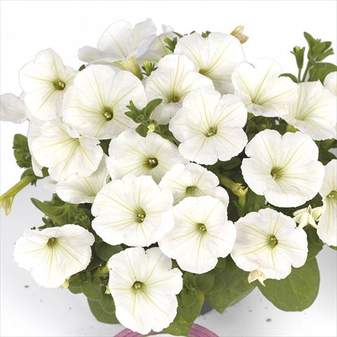 Foto fiore da  Basket vaso o aiuola Petunia x hybrida Fortunia Early White