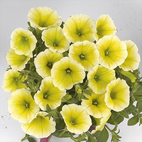 Foto fiore da  Basket vaso o aiuola Petunia x hybrida Fortunia Early Yellow