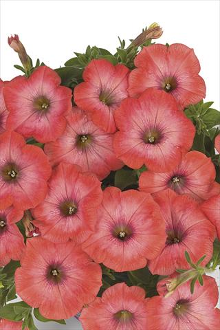 Foto fiore da  Basket vaso o aiuola Petunia x hybrida Fortunia Fresh Orange