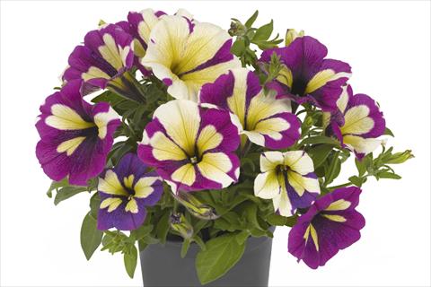 Foto fiore da  Basket vaso o aiuola Petunia x hybrida Fortunia Lavender Star