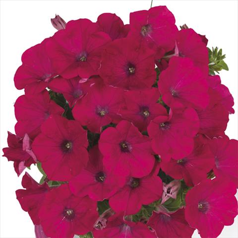 Foto fiore da  Basket vaso o aiuola Petunia x hybrida Fortunia Neon