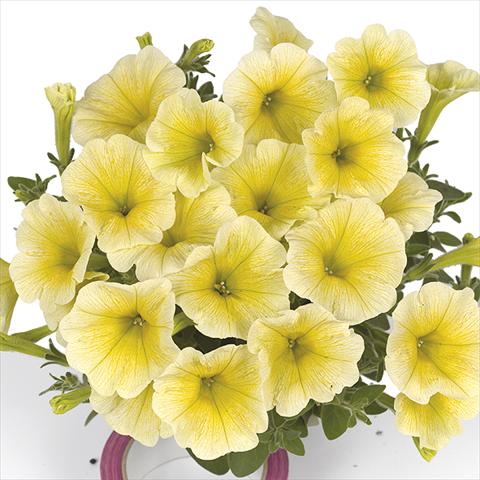 Foto fiore da  Basket vaso o aiuola Petunia x hybrida Fortunia Yellow