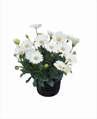 photo of flower to be used as: Bedding / border plant Osteospermum Astra Cream