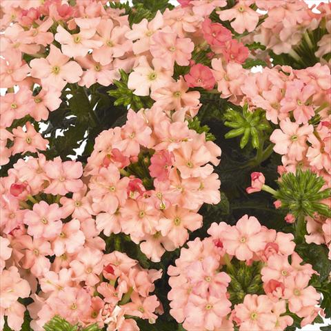photo of flower to be used as: Pot and bedding Verbena hybrida Lindolena Peach