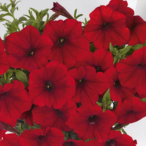 Foto fiore da  Basket vaso o aiuola Petunia x hybrida Fortunia Red