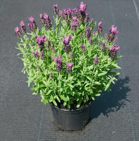 Foto fiore da  Aiuola e/o bordura Lavandula stoechas Little Bee Deep Purple