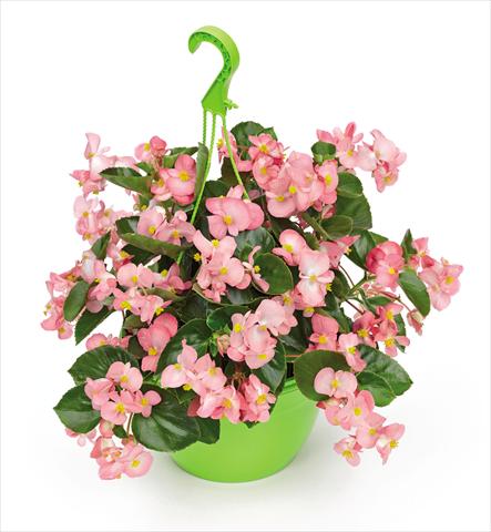 Foto fiore da  Vaso e aiola Begonia x benariensis BIG Pink Green Leaf