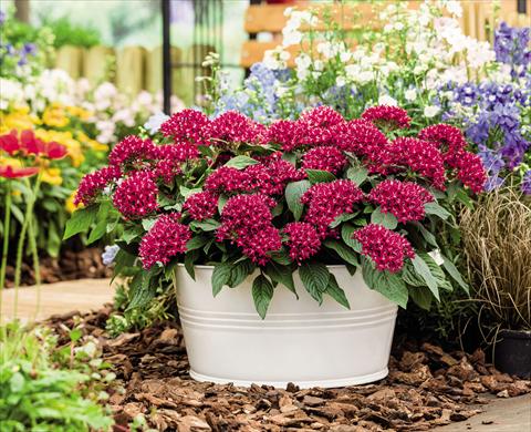 photo of flower to be used as: Pot and bedding Pentas lanceolata Graffiti Red Velvet