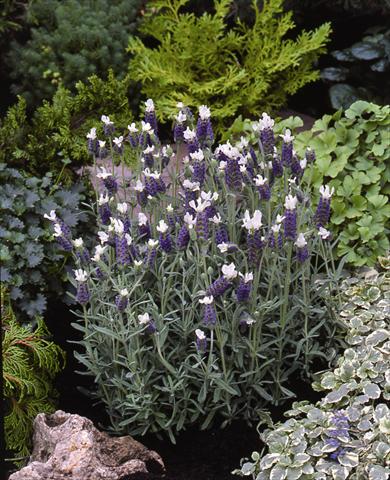 Foto fiore da  Aiuola e/o bordura Lavandula stoechas Little Bee Blue White Improved