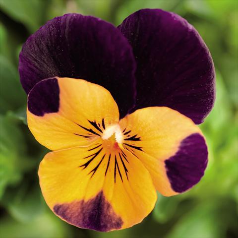 Foto fiore da  Vaso e aiola Viola cornuta Admire™ Orange Purple Wing