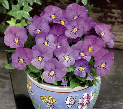 Foto fiore da  Vaso e aiola Viola cornuta Admire™ Pink