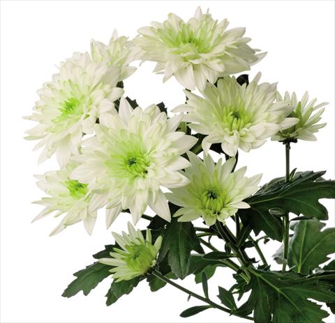 Foto fiore da  Reciso Chrysanthemum Baltica Lime