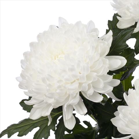 Foto fiore da  Vaso Chrysanthemum Gagarin