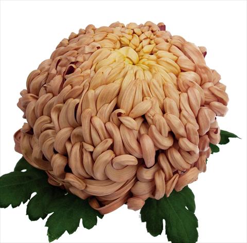 Foto fiore da  Vaso Chrysanthemum Vienna Copper