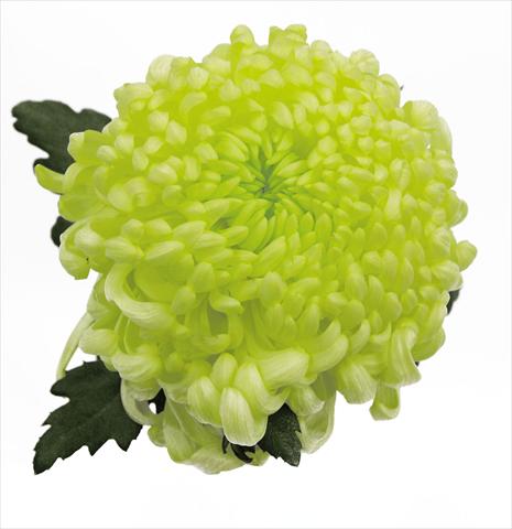 Foto fiore da  Vaso Chrysanthemum Vienna Cream